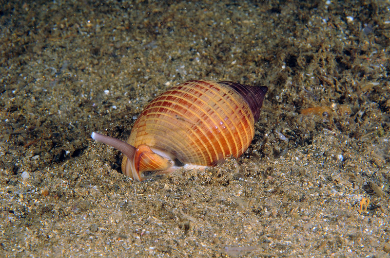 Phalium granulatum